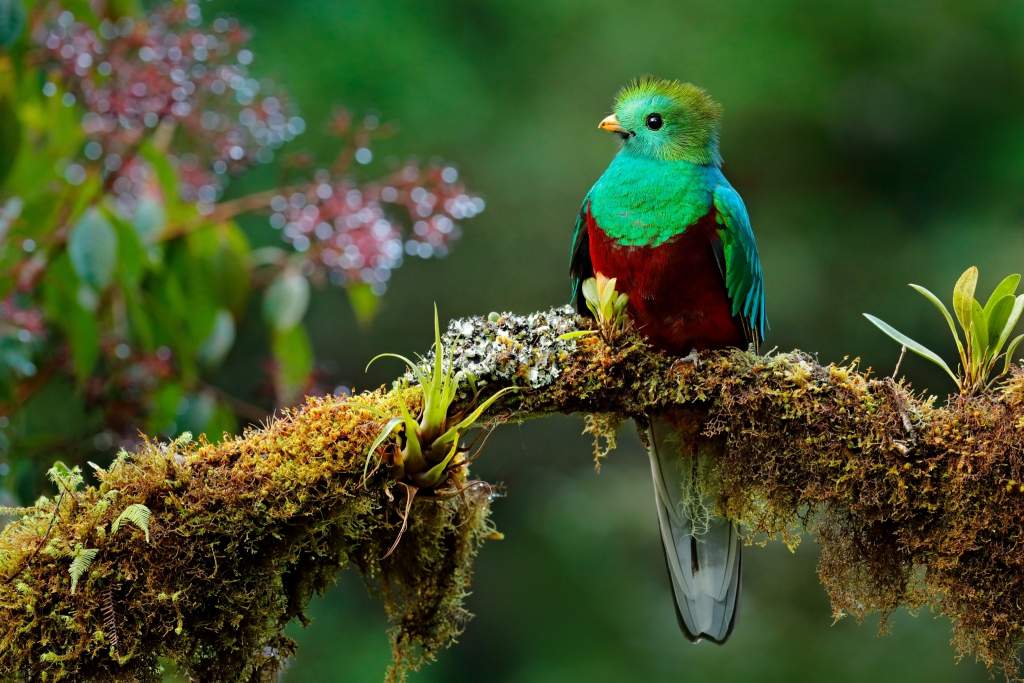 Quetzal_Costa_Rica