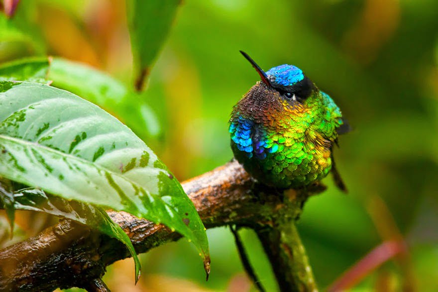 colibrí insigne costa rica