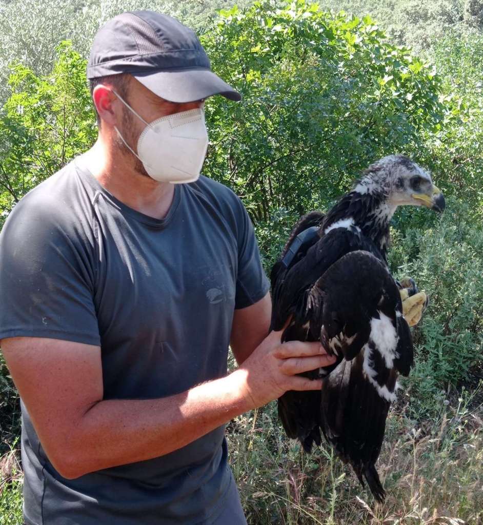 Apadrinamiento Águila Real Valle Del Lozoya, Parque Nacional Sierra De  Guadarrama